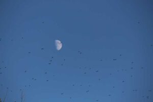 Lua minguante no céu com pássaros