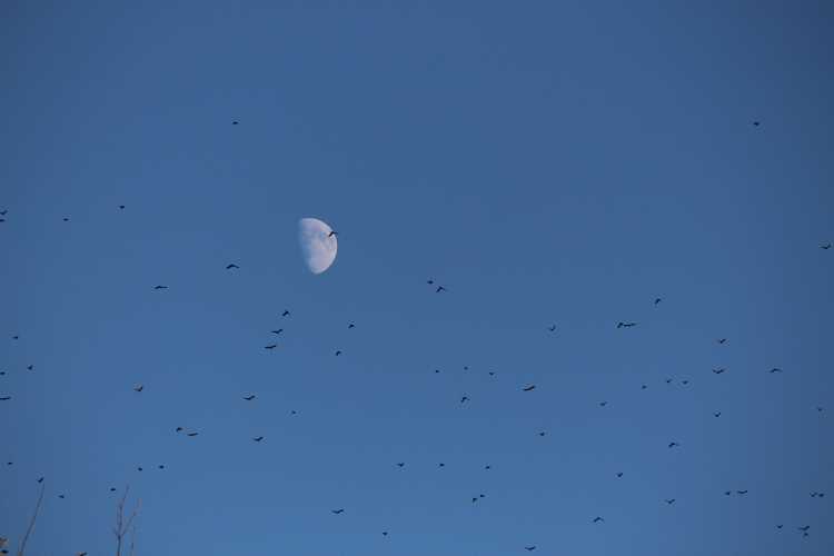 Lua minguante no céu com pássaros