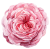 detail-flower.png